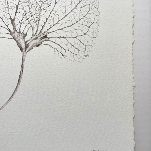 hortensia inkttekening